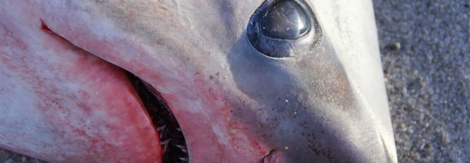 Atlantic White Shark Conservancy, shark, sharks, thresher shark, thresher sharks, stranding, Massachusetts