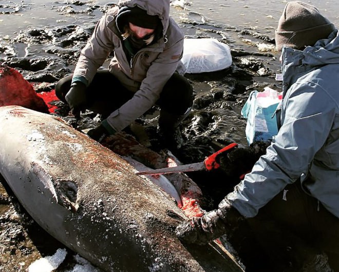 Atlantic White Shark Conservancy, shark, sharks, thresher shark, thresher sharks, stranding, Massachusetts