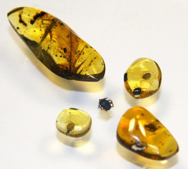 amber tick, tick in amber, amber tick dinosaur blood, amber pieces dinosaur blood