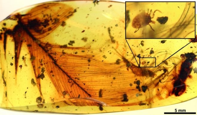 amber tick, tick in amber, amber tick dinosaur blood, amber pieces dinosaur blood