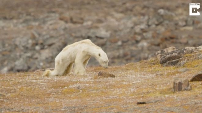 starving polar bear, SeaLegacy polar bear, Paul Nicklen polar bear