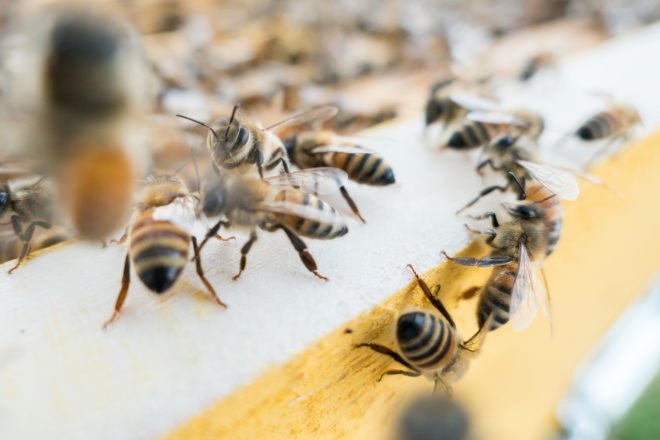 Bee, bees, insect, insects, honey, nature