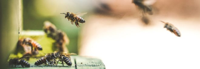 Bee, bees, honey farm, honey, insects, flying, nature