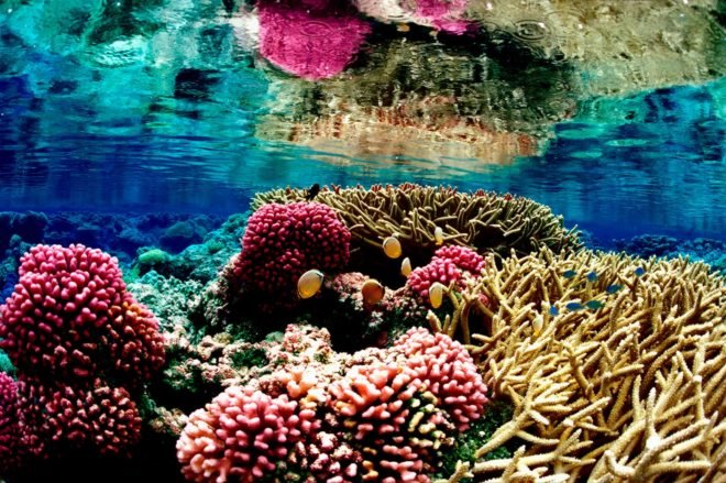 Pacific Remote Islands Marine National Monument, Palmyra Atoll National Wildlife Refuge, Pacific Ocean, ocean, coral reef, coral, fish