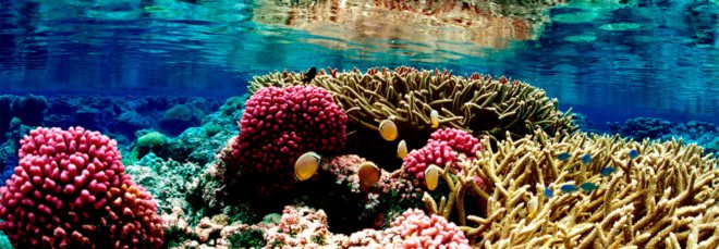 Pacific Remote Islands Marine National Monument, Palmyra Atoll National Wildlife Refuge, Pacific Ocean, ocean, coral reef, coral, fish