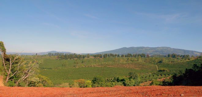 Costa Rica, plantation, coffee plantation, coffee, mountains, farm