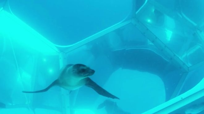 Doug Aitken, underwater installation, Doug Aitken Installations, Parley for the Oceans, ocean art, underwater art, art installations in the ocean, underwater art catalina island, geodesic homes, geodesic domes, underwater domes, dome art, ocean awareness, geodesic pavilions