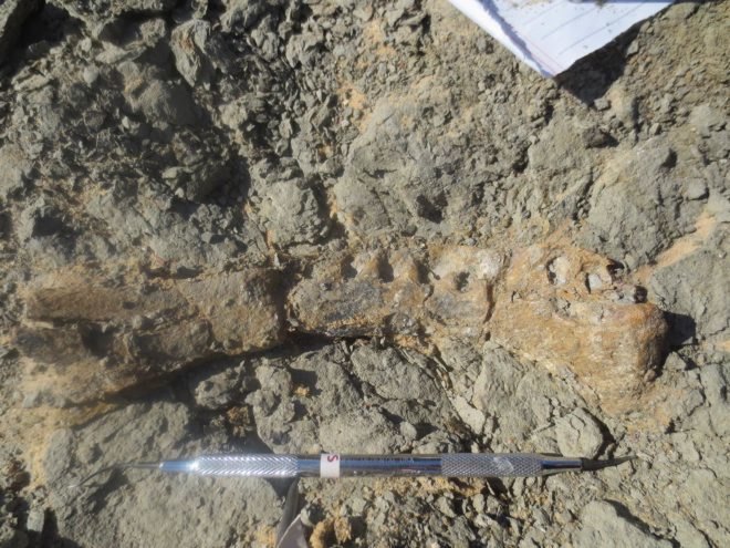 Mansourasaurus shahinae, Mansourasaurus, fossil, fossils, dinosaur, Egypt, jaw