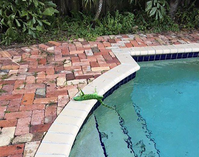 Iguana, reptile, frozen, freezing, pool, Florida