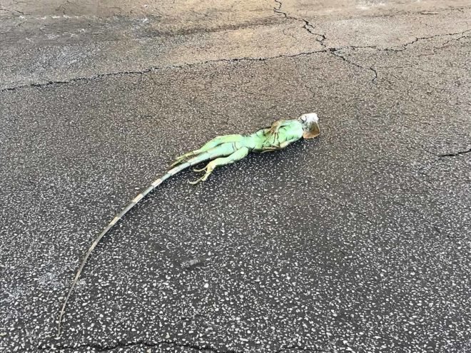 Iguana, reptile, road, street, frozen, freezing, cold