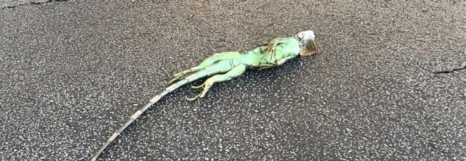 Iguana, reptile, road, street, frozen, freezing, cold