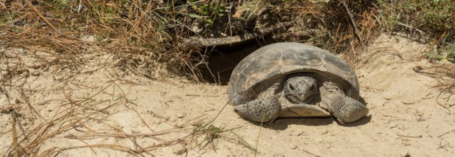 Gopher tortoise, gopher tortoises, tortoise, reptile, burrow, nature