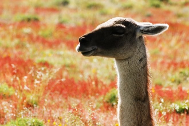 Guanaco, Guanaco Patagonia, Patagonia wildlife, Patagonia