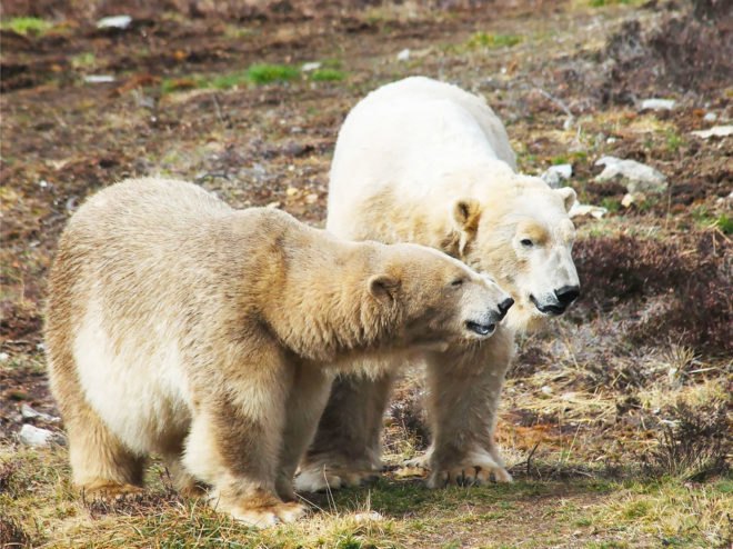 Highland Wildlife Park, Scotland, polar bear, polar bears, wildlife, animals