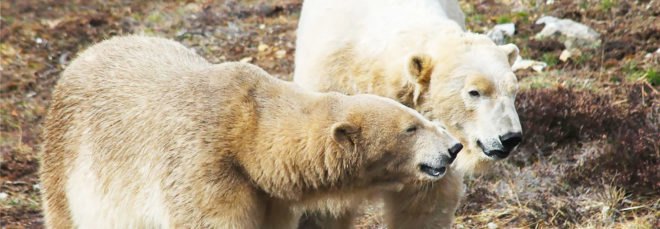 Highland Wildlife Park, Scotland, polar bear, polar bears, wildlife, animals