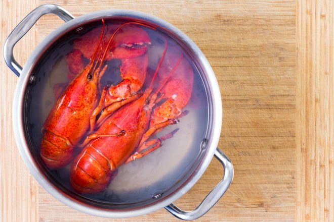 Lobsters, cooking, boiling, pot, food, lobster