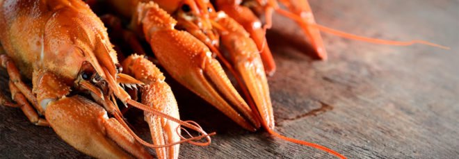 Lobsters, lobster, food, boiling, cooking, crustaceans