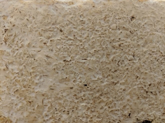 MycoTexture, MycoTexture redhouse studios, Biocycler, redhouse studios, recycled materials, recycled buildings, recycled building materials, biomaterials, fungus biomaterials