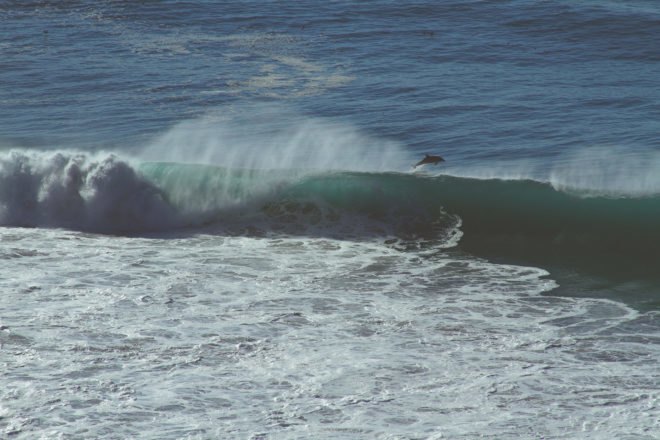 Ocean, wave, waves, dolphin, California, Pacific Ocean