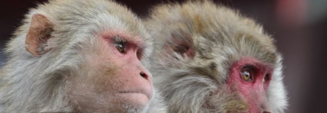 Rhesus Macaques, Rhesus Macaque, Rhesus monkeys, monkeys