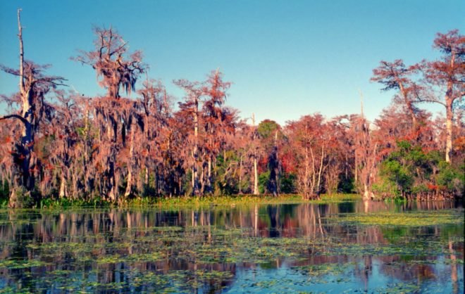 Florida, Silver Springs, Silver Springs Florida, wild Florida