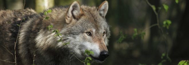 wolf, forest wolf, wolf in the forest, woods wolf, European wolf
