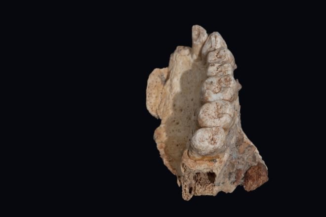 fossil, teeth fossil, human fossil, Misliya fossil