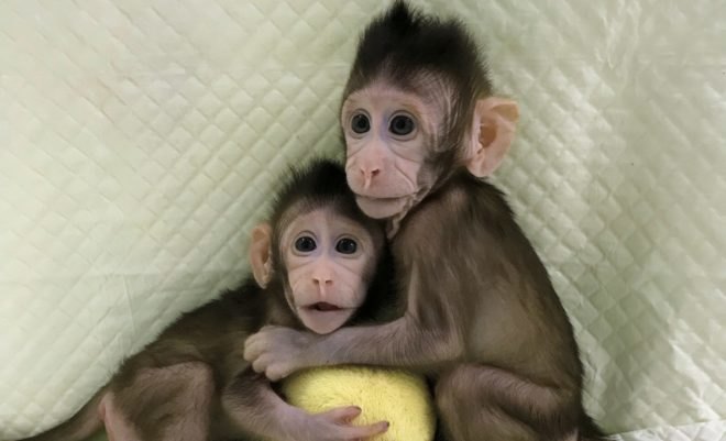 monkeys, macaques, monkey, monkey clones, primate clones, macaque clones