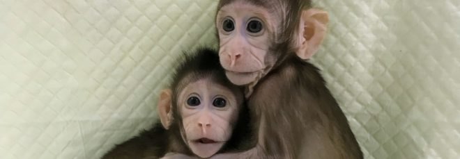 monkeys, macaques, monkey, monkey clones, primate clones, macaque clones