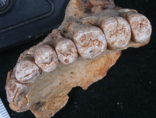 fossil, teeth fossil, human fossil, Misliya fossil