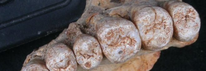 fossil, teeth fossil, human fossil, Misliya fossil