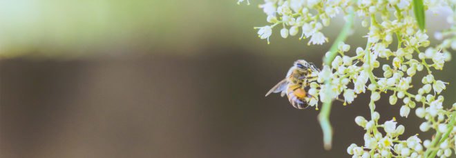 Bee, bees, insect, flowers, blossoms, nature