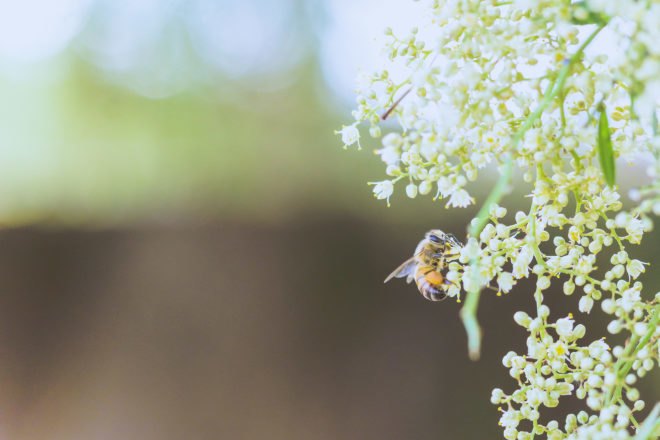 Bee, bees, insect, flowers, blossoms, nature