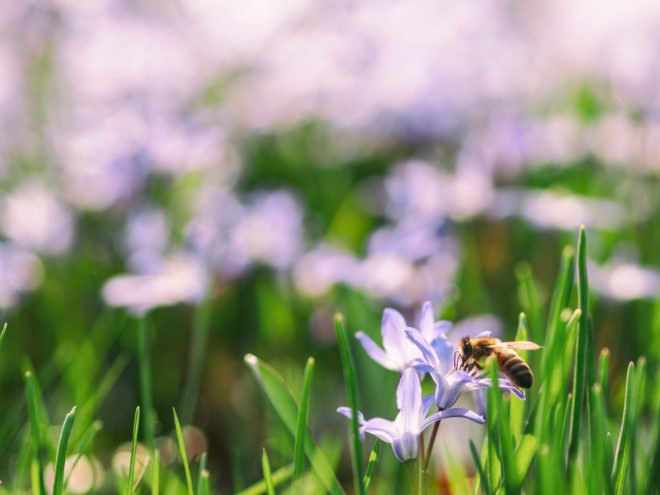 Spring, flower, bee, honeybee, insect, nature