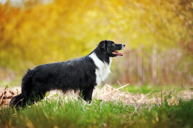 Border collie, border collies, dog, dogs, pet, pets, animal, animals