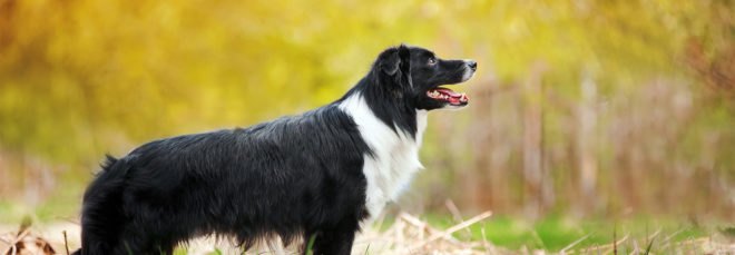 Border collie, border collies, dog, dogs, pet, pets, animal, animals