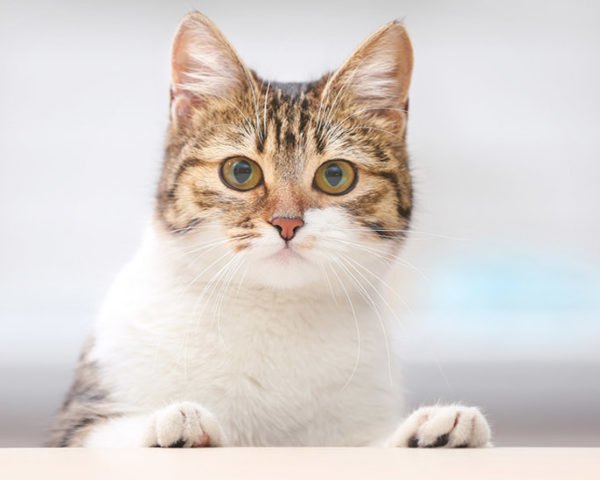 feline parvo, feline parvovirus, parvo, cat plague, panleukopenia, vaccinations, pet vaccination, cat vaccination, Australia parvo, wild cat populations, feral cats, cat vaccines, parvo vaccine, cat plague is back, cat plague in australia, cat plague in Melbourne, Cat plague in Sydney