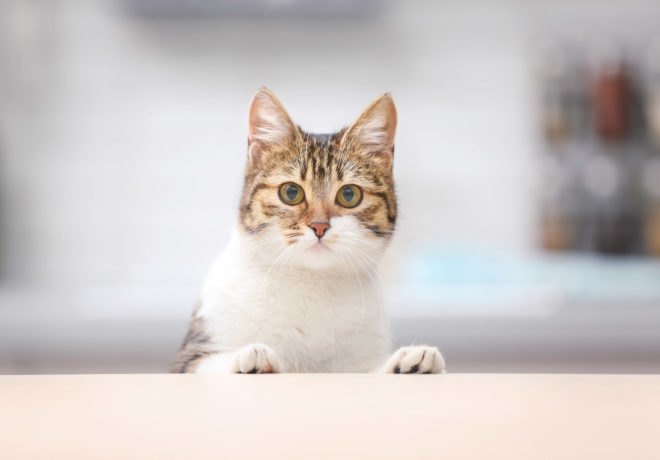feline parvo, feline parvovirus, parvo, cat plague, panleukopenia, vaccinations, pet vaccination, cat vaccination, Australia parvo, wild cat populations, feral cats, cat vaccines, parvo vaccine, cat plague is back, cat plague in australia, cat plague in Melbourne, Cat plague in Sydney
