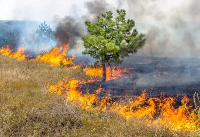 fire, wildfire, forest fire, drought, Ukraine