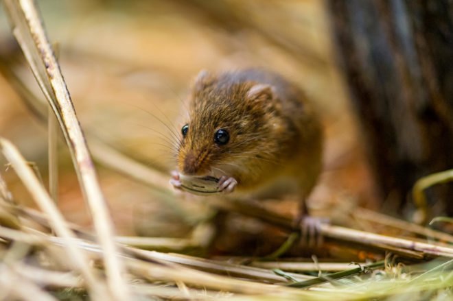 Mouse, animal, rodent, eating, eat, zoo