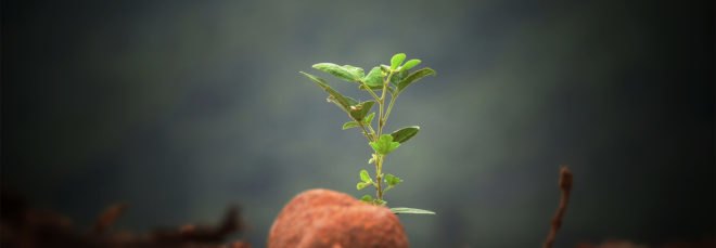 Plant, plants, seedling, seedlings, soil, dirt, nature