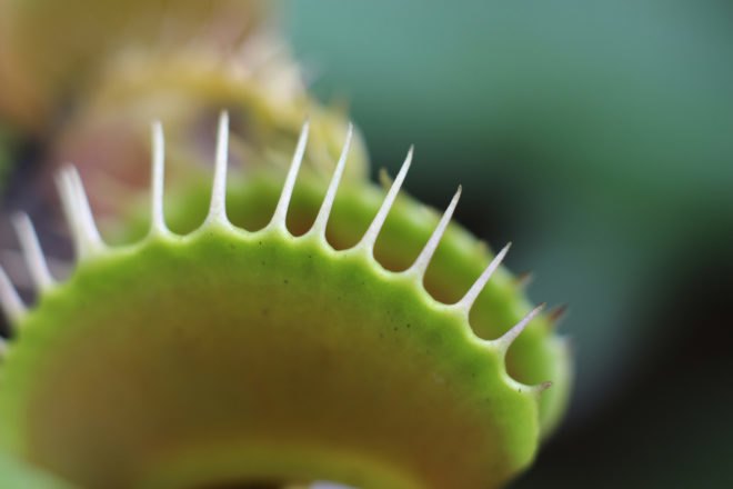 Plants, plant, Venus flytrap, flytrap, carnivorous, teeth, nature