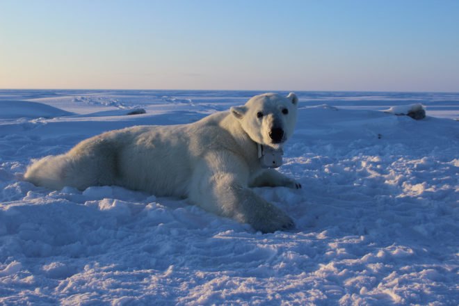 Polar bear, bear, sea ice, GPS collar, video-camera collar, polar bear research