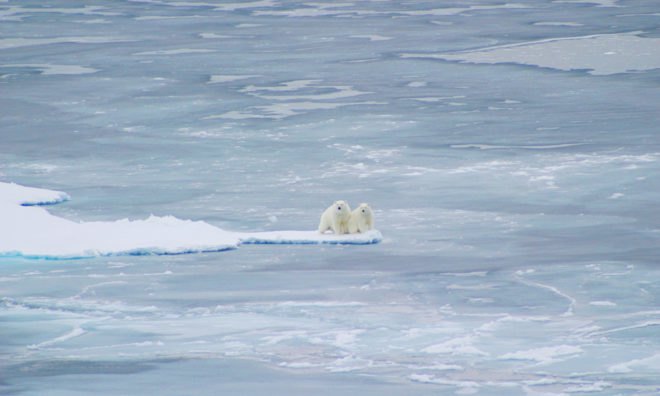 Polar bear, polar bears, animals, sea ice, Arctic sea ice, Arctic Ocean, Arctic