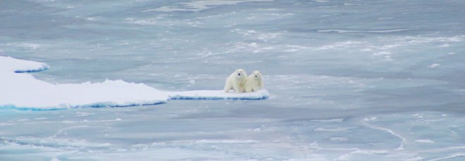 Polar bear, polar bears, animals, sea ice, Arctic sea ice, Arctic Ocean, Arctic