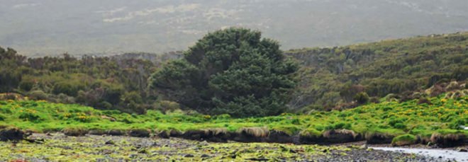 World's loneliest tree, loneliest tree, loneliest tree in the world, Sitka spruce, tree, Campbell Island