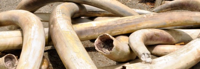 Hong Kong, Hong Kong Legislative Council, Hong Kong ivory trade, ivory trade, Hong Kong bans ivory, Hong Kong bans ivory trade, Hong Kong votes to ban ivory trade, Hong Kong votes to ban ivory, Hong