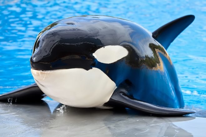 Orca, Orcas, Killer Whale, Killer Whales, Orcas in captivity, Orca in captivity, Killer whale in captivity