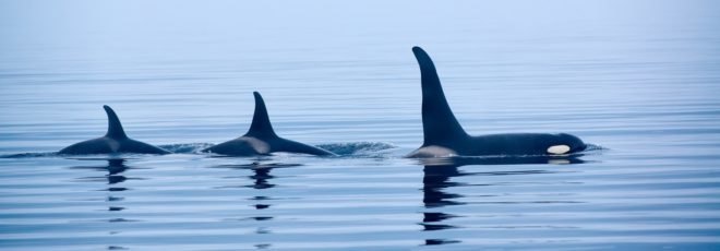 Killer whale, Orca, Orcas, Killer Whales, Orcinus orca, Johnstone Strait, Broughton Archipelago, Vancouver Island, British Columbia, Canada
