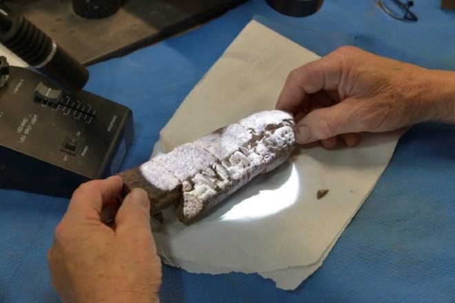 fossils, triassic fossil, triassic fossils, reptile fossils